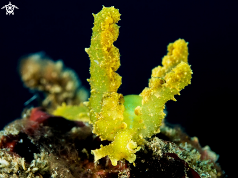 A Lobiger nudibranch