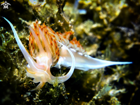 A Flabellina trilineata