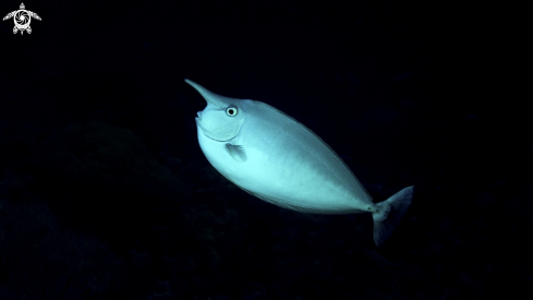 A Bluespine Unicornfish