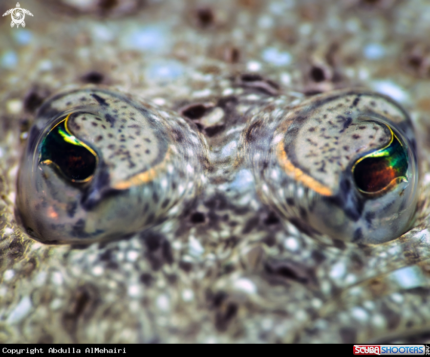 A Flounder eye