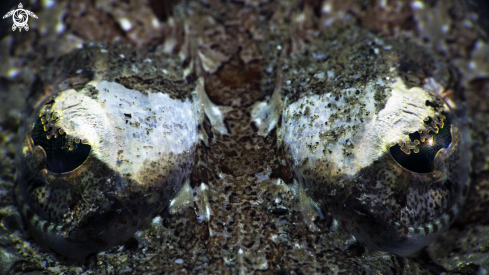 A Crocodile fish