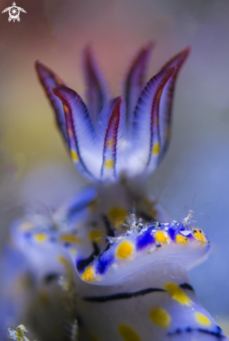 A Hypselodoris with shrimp