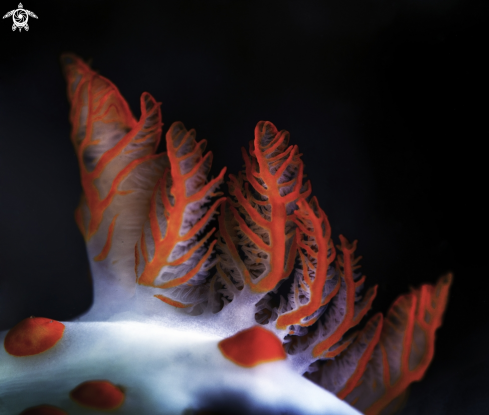 A Nudibranch 