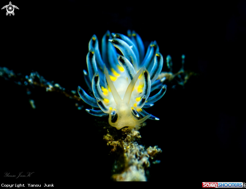 A blue fire nudibranch