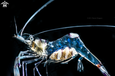 A Soft Coral Shrimp