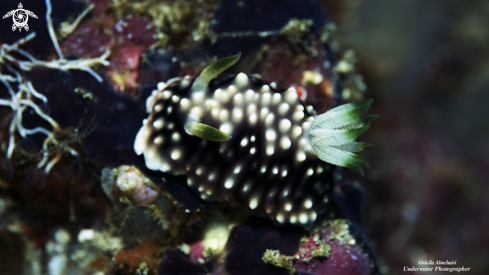 A nudibranch