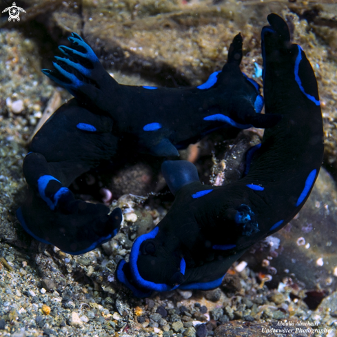 A Nudibranch 