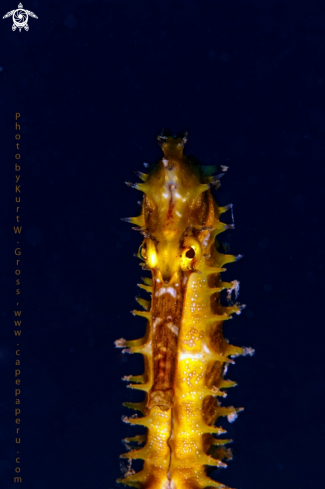 A Hippocampus histrix | Sea horse