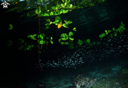 A Mangrove tree 