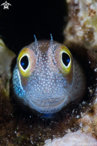 A Bluebelly blenny 