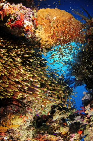 A Inside of the Coral
