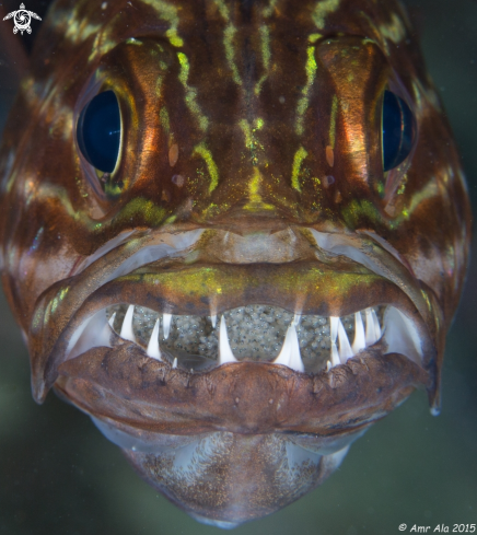 A Cardinal fish with eggs