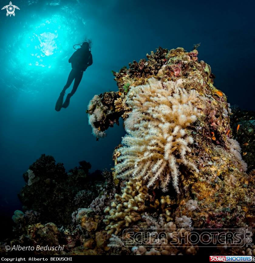 A Pinnacle with soft coral