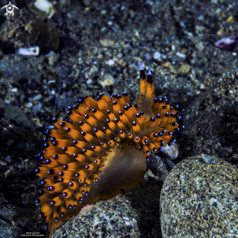 A Undescribed | nudibranch 