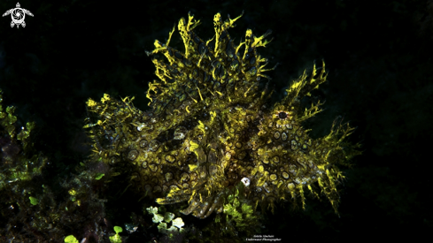 A Weedy Scorpionfish