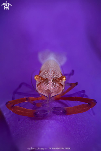 A Zenopontonia rex atop Hypselodoris apolegma