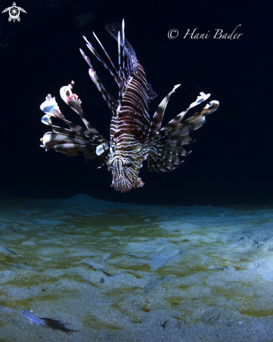 A lionfish