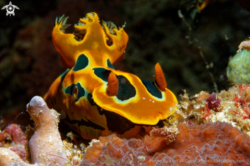 A Tambja gabrielae | Nudibranche
