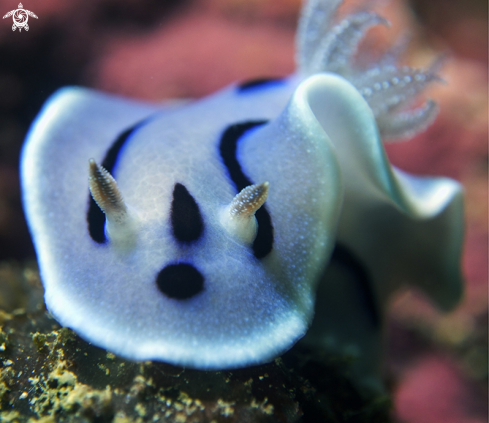 A nudibranch