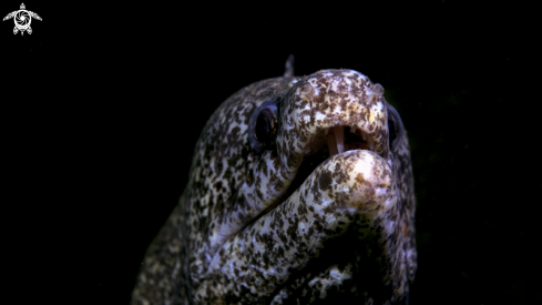 A Moray Eel