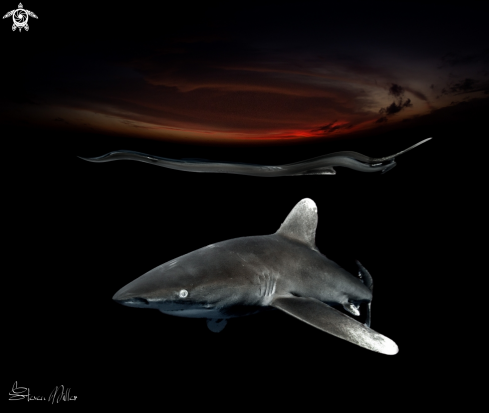 Oceanic White Tip Shark