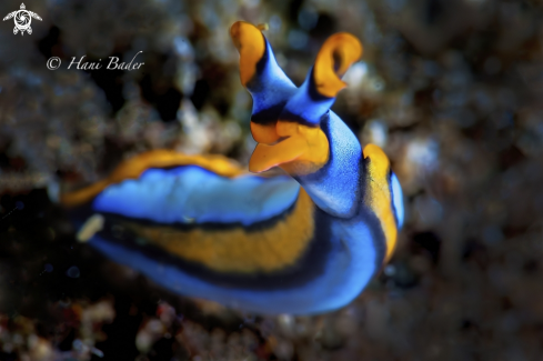 A nudibranch