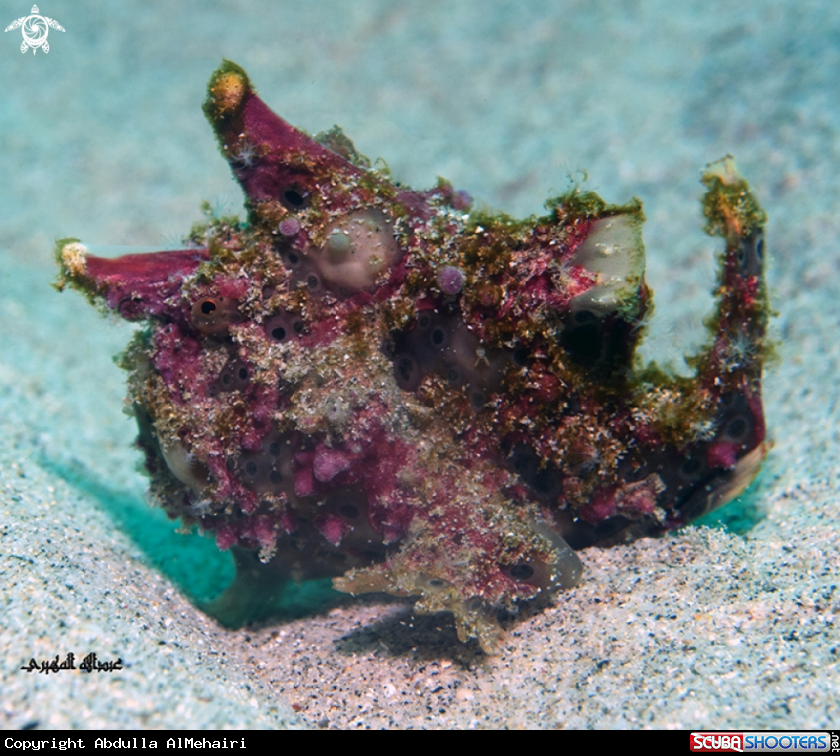 A FrogFish