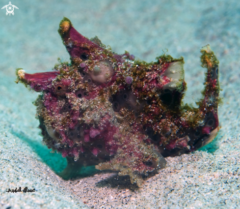 A FrogFish