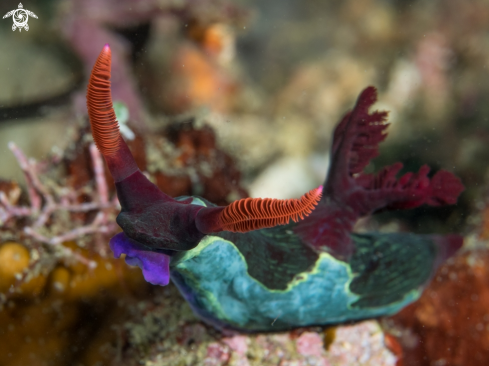 A Nembrotha | Nembrotha