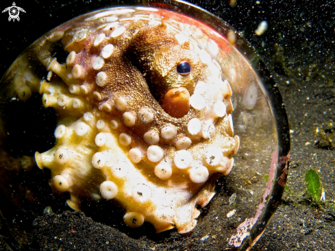 A coconut octopus