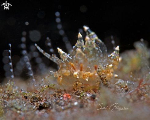 A Eubranchus Sp