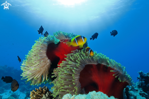 A Pesci pagliaccio | Amphiprion bicinctus