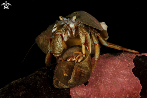 A Hermit Crab