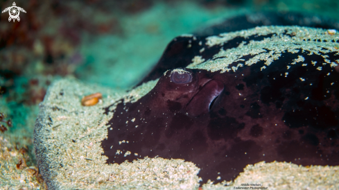 A Stingray