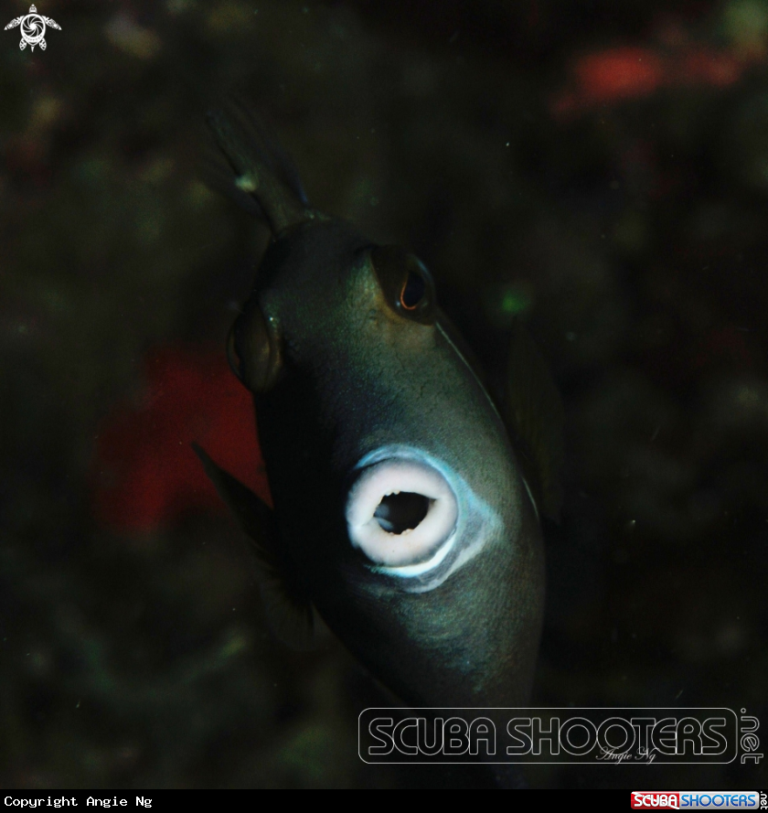 A Half.moon Triggerfish