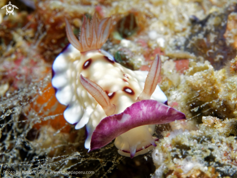 A chromodoris hituanensis | Nudibranche