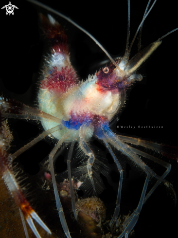 A Banded Coral Shrimp