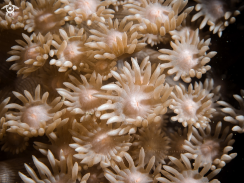 A Soft Coral