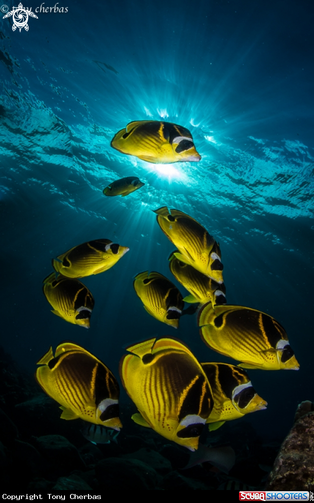 A Racoon Butterfly Fish