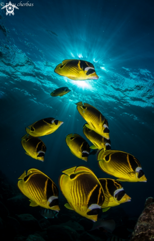 Racoon Butterfly Fish