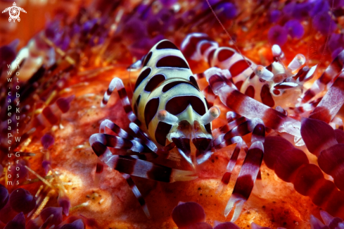 A Periclimenes coleman | Coleman Shrimp