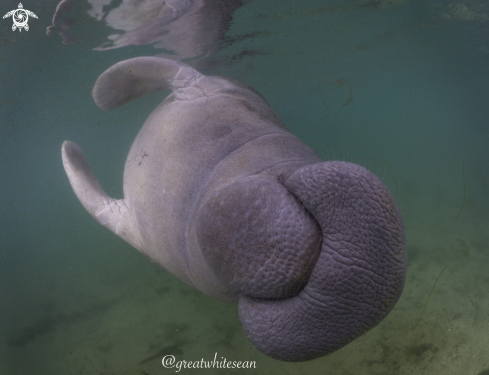 A Manatee