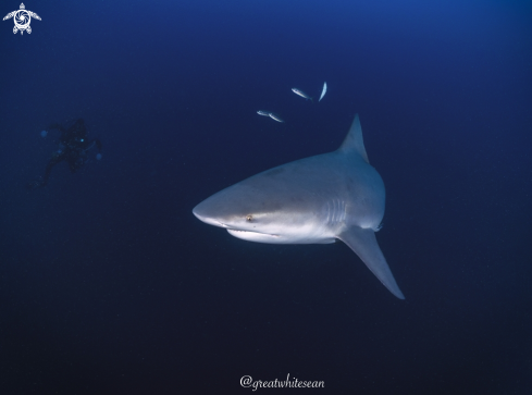 A Bull Shark