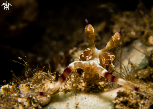 A Nudibranch