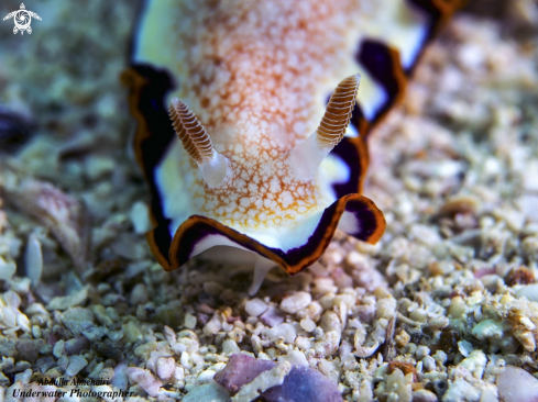 A Nudibranch