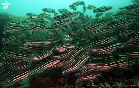 A Plotosus lineatus | Stripey catfish