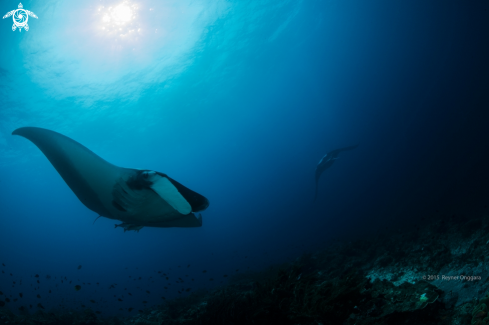 A Manta Ray