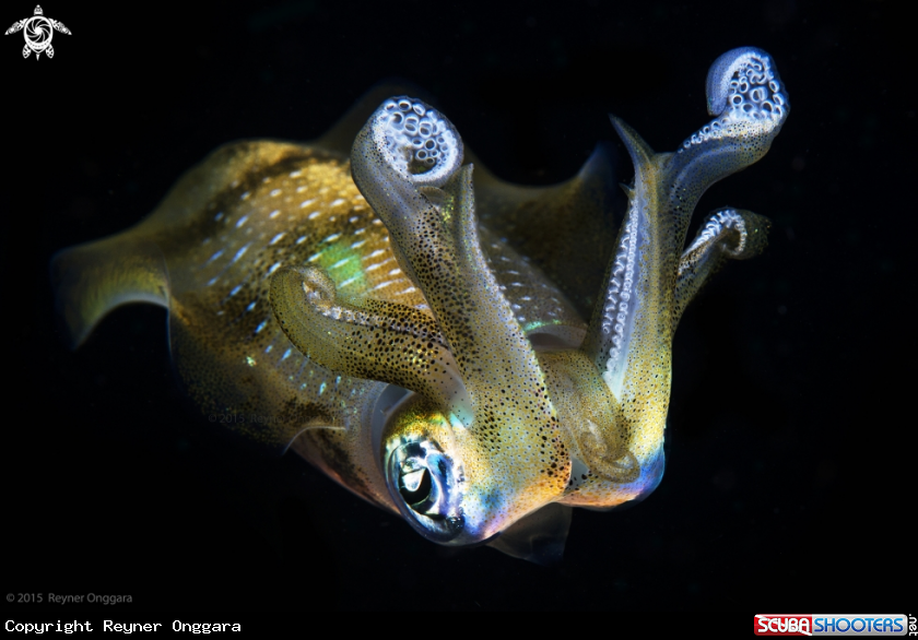 A Bigfin Reef Squid