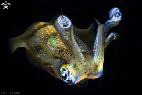 A Bigfin Reef Squid