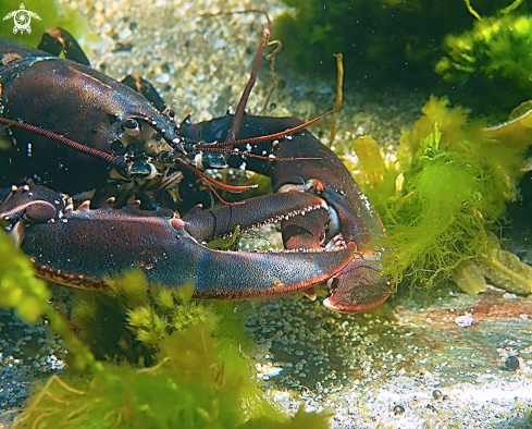 A Lobster - Norway diving